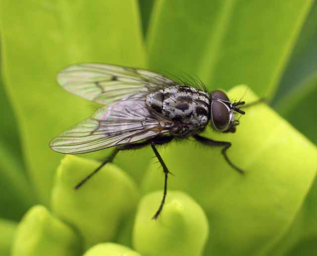 Phaonia trimaculata M (Muscidae)